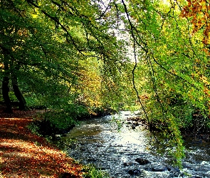 Las, Rzeka, Jesień, Ścieżka, Przebijające, Światło, Liście