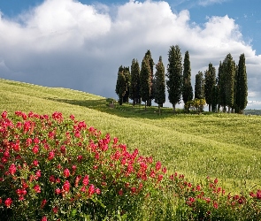 Włochy, Toskania, Łąki, Góry, Kwiaty, Drzewa
