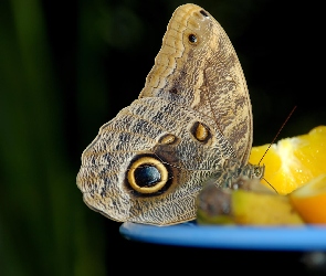 Oko, Pomarańcza, Motyl