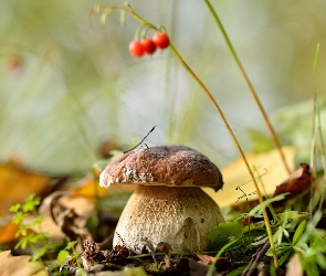 Borowik, Liście, Grzyb