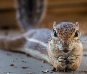 Łapki, Chipmunk