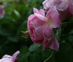 Różowe, Krople, Rosa, Róże