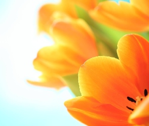 Pomarańczowe, Tulipany, Żółte