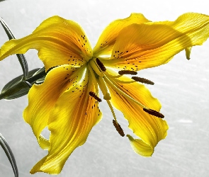 Lilia tygrysia, Żółta