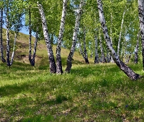 Wzgórza, Polana, Brzozy, Lasek