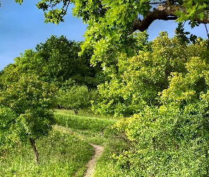 Drzewa, Liście, Zielone