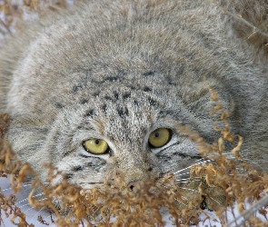 Manul, Oczy