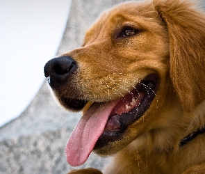 Golden Retriever, Język