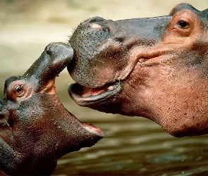 Hipopotam, hipopotamek