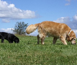 Labrador Retriever, Łąka