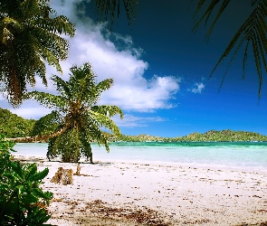 Ocean, Tropiki, Palmy, Plaża