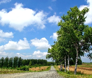 Niebo, Drzewa, Droga, Pola