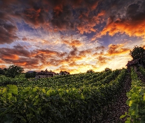 Plantacja, Zachód Słońca, Winnica