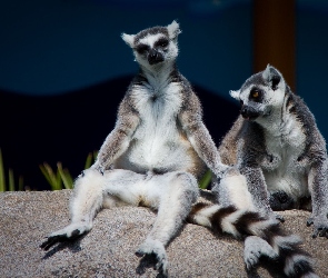 Siedzące, Kamień, Lemury