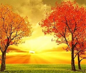 Drzewa, Słońca, Jesień, Zachód