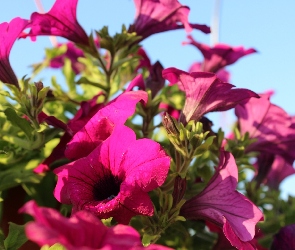 Purpurowe, Surfinie