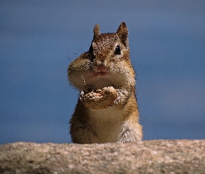 Orzeszek, Niebo, Chipmunk