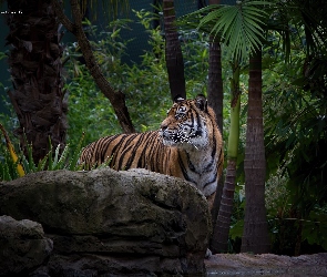 Tygrys, Dżungla, Kamień