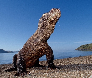 Komodo, Indonezja, Waran