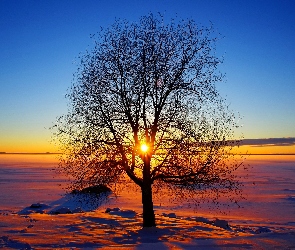Zima, Słońca Horyzont, Drzewo, Promienie