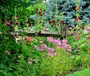 Ogródek, Malwy, Kwiaty