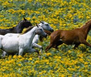 Konie, Kwiaty, Żółte, Łąka