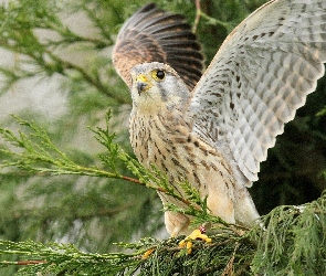 Pustułka, Gałęzie