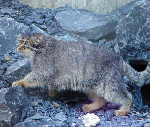 Skały, Manul