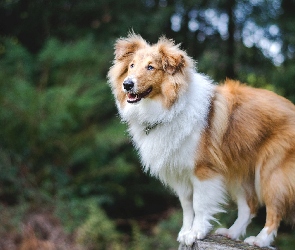 Collie, Długowłosy, Owczarek, Szkocki