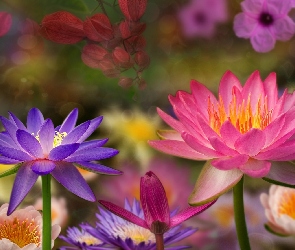 Kolorowe, Lilia wodna, Kwiaty
