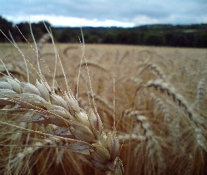 Zborze, Kłosy