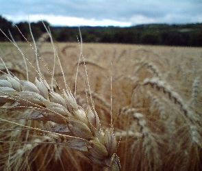 Kłosy, Zborze