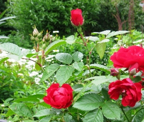 Czerwone, Ogród, Róże