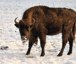 Zima, Żubr, Śnieg