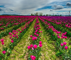 Tulipany, Uprawa, Różowe