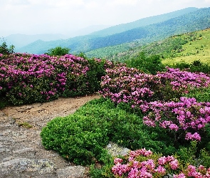 Stany Zjednoczone, Stan Tennessee, Różaneczniki, Szlak Appalachów, Kwiaty, Góry Appalachy