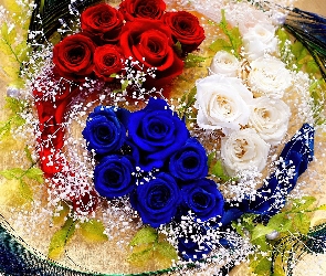 Kwiaty, Białe, Czerwone, Niebieskie, Róże