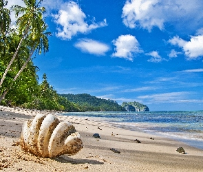 Plaża, Muszla, Palma, Góry, Morze