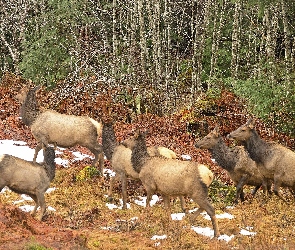 Las, Łanie, Kanada, Wapiti