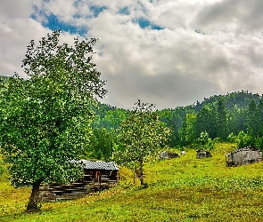 Domy, Domki, Las, Drzewa, Pola, Lato, Wieś