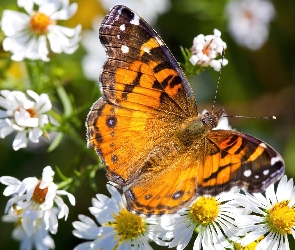 Motyl, Kwiaty, Białe