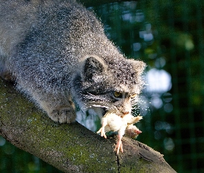 Manul, Konar, Zdobycz