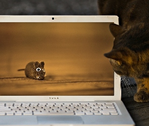 Laptop, Mysz, Kot