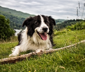 Łąka, Kij, Border Collie