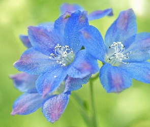 Kwiatki, Kwiatuszki, Niebieski