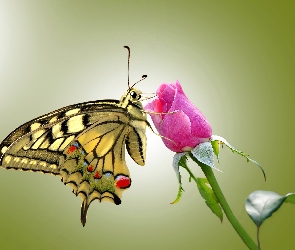 Róża, Motyl