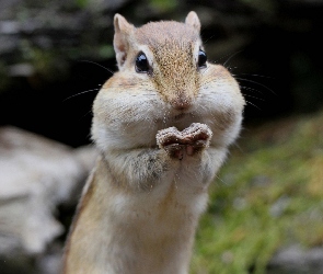 Łapki, Chipmunk