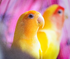 Papuga, Żółta