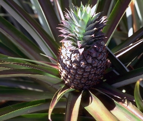 Ananas, Pióropusz