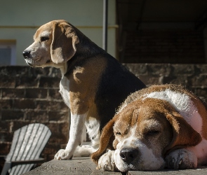 Psy, Beagle